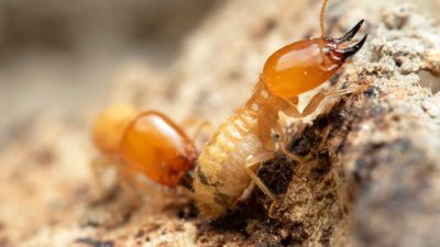 Options For Termite Treatment In Your Home