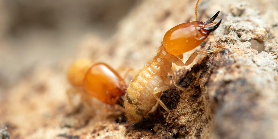 Options For Termite Treatment In Your Home