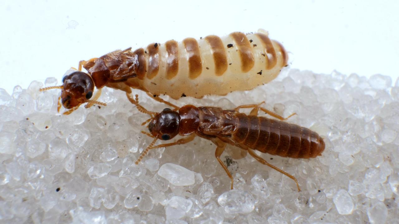 Queen And King Termites Pictures Queens Cell, The King, Termites, Queen And King Termites Pictures Queens Cell, The King, Termites,