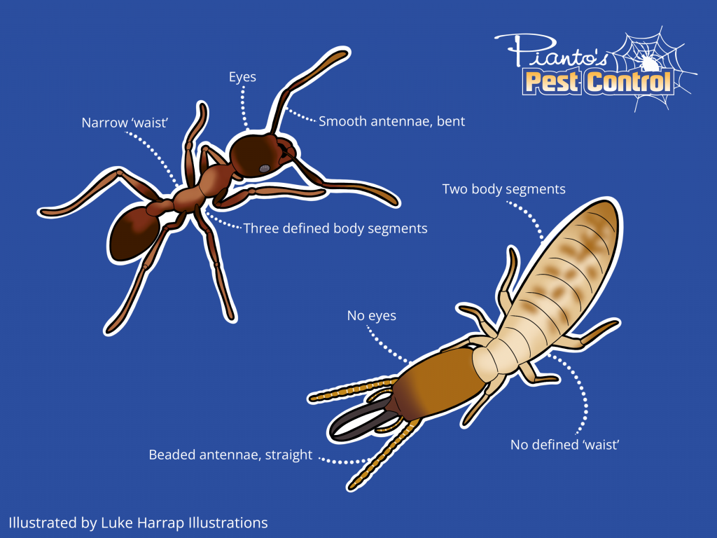 Termite Vs Ant Identification Termite Vs Ant Identification