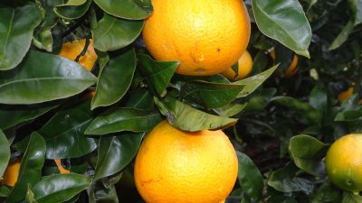 Free Images : fruit, flower, produce, tangerine, calabaza, kumquat ...