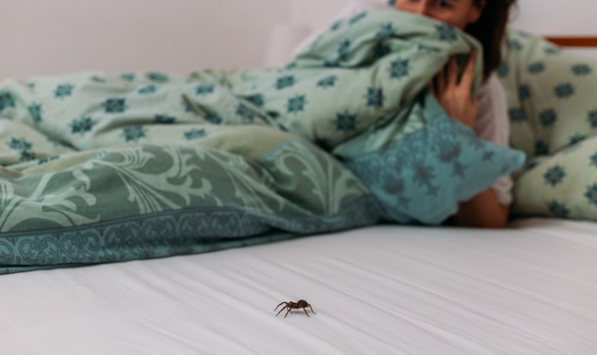 Diamond Bar Spider Control | Diamond Bar Spider Exterminator