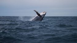 UNESCO World Heritage Centre - #MyOceanPledge