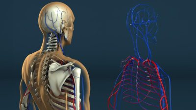 Human Anatomy by Stefan1502 on DeviantArt