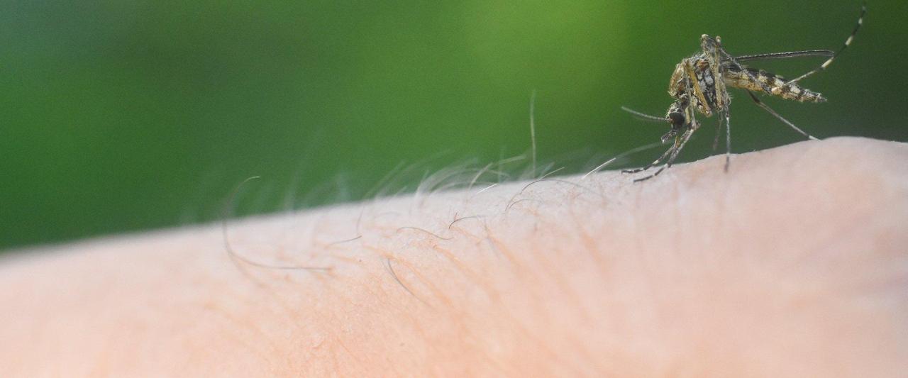 Mosquito Pest Control Springfield mo Exterminator