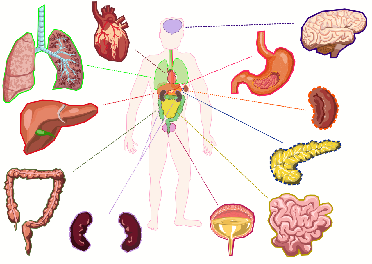 Clipart - Organs of the human body