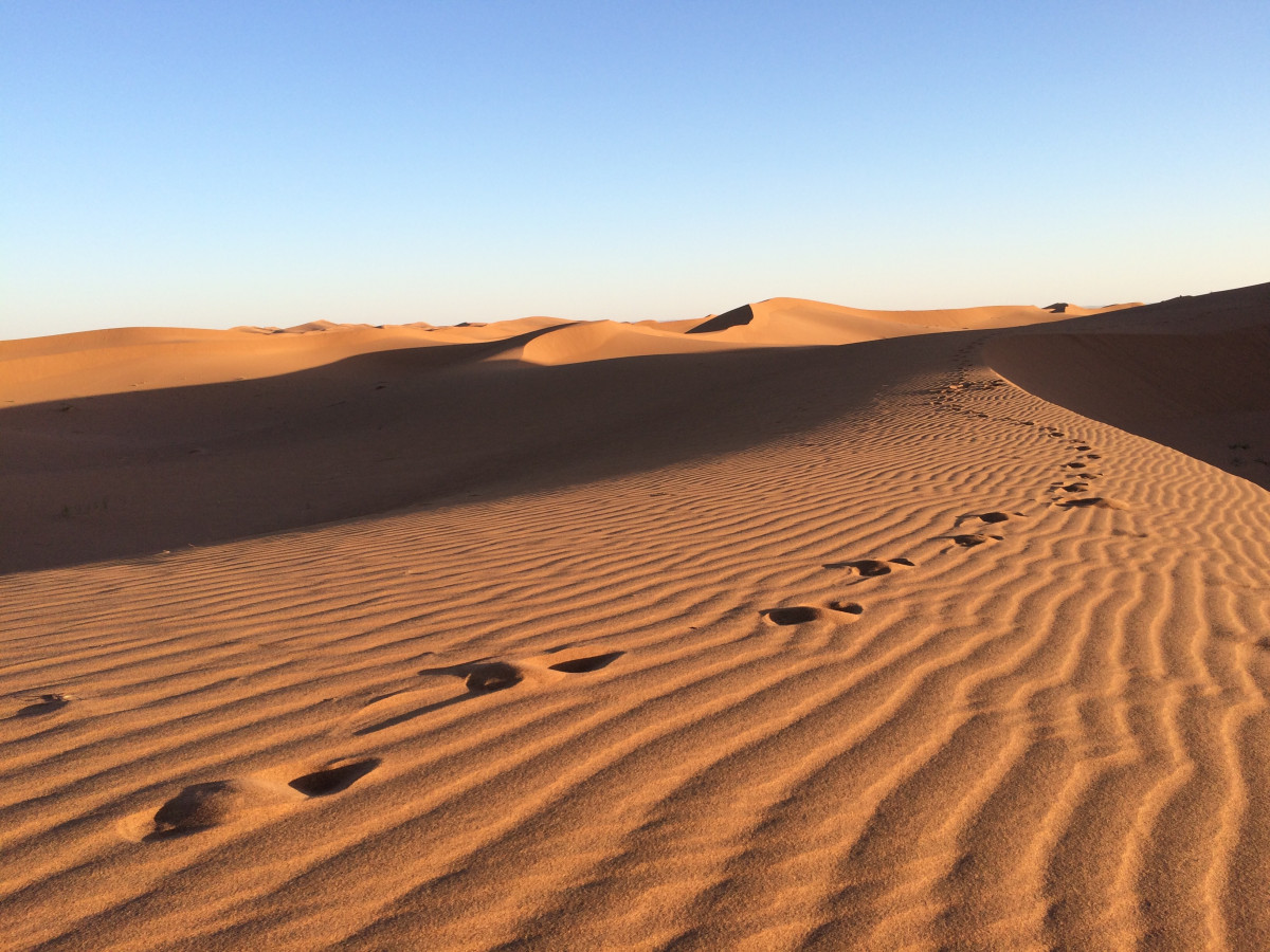 Free Images : landscape, desert, sand dune, sandy, habitat, sahara ...